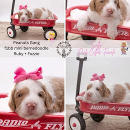 Pink Collar- Sally - Brown and white female Bernedoodle puppy in Lexington, North Carolina from Deborah’s Doodles
