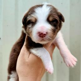 Boy 4 - Red merle male Australian Shepherd puppy in Iola, Texas from MK Aussies