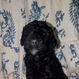 Harry - Black male Sheepadoodle puppy in Austin, Texas from Darling Doodles