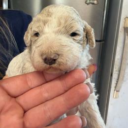 Boy 2 light blue - Cream male Goldendoodle puppy in Lumberton, Texas from Southeast Texas Goldendoodles