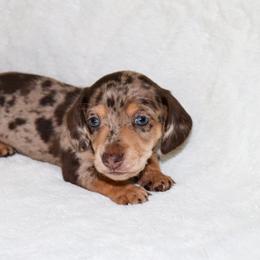 Braxton - Dapple male Dachshund puppy in Coldwater, Mississippi from Mississippi Shorties Miniature Dachshunds
