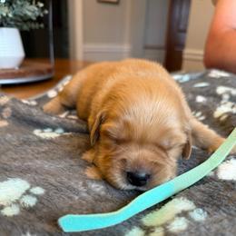 Aqua girl - Golden female Golden Retriever puppy in Macy, Indiana from Macy Golden Meadows