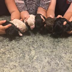 Double Doodle Puppies from Dog Paw Doodles