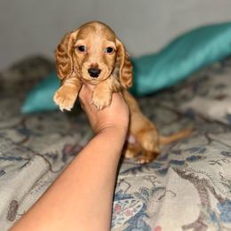 Buzz - Dapple male Dachshund puppy in Ceres, California from Rockin' M’s LilBitty Dachshunds (LBD)