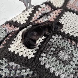 Dachshund Puppies from A Anchor Farm