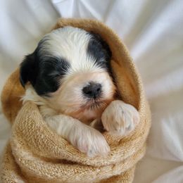 Shihpoo, Shih Tzu, and Yorkipoo Puppies from The Luckie Puppy