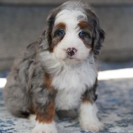 Lassie - Merle female Bernedoodle puppy in Dundee, Ohio from Down Home Doodle