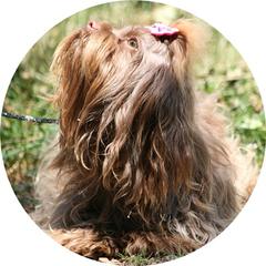 Elza - Russian Tsvetnaya Bolonka