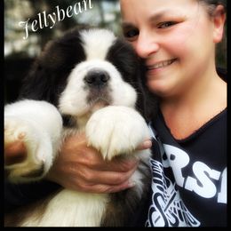 Saint Bernard Puppies from Fletchers Saints