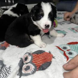 Australian Shepherd Puppies from Hamilton Farms