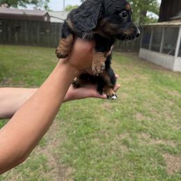 Fluffy - Black and tan female Dachshund puppy in Texarkana, Arkansas from Cadie Bounds