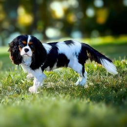 Millie - Cavalier King Charles Spaniel