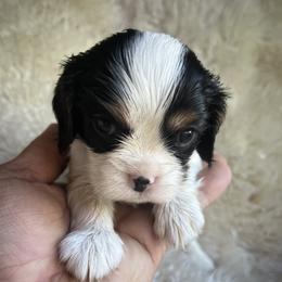 Cherry - Tri-color female Cavalier King Charles Spaniel puppy in Northglenn, Colorado from Lucia's Cavalier King Charles Spaniels