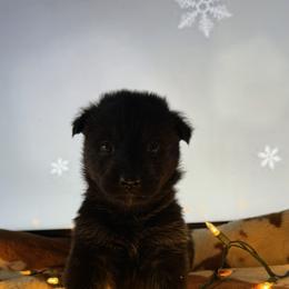 German Shepherd Puppies from Legacy K9’s