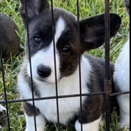 Cardigan Welsh Corgi Puppies from Espuela Cardigan Welsh Corgis