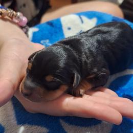 Mileena - Black and tan female Miniature Pinscher puppy in Grove, Oklahoma from K&J's Min Pins Of Grand Lake