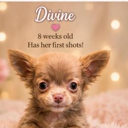 Divine - Silver female Chihuahua puppy in Washington from Amy's Chihuahuas