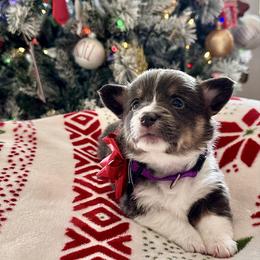 Sweet Potato - Blue female Pembroke Welsh Corgi puppy in Norman, Oklahoma from Charm Farm Corgis