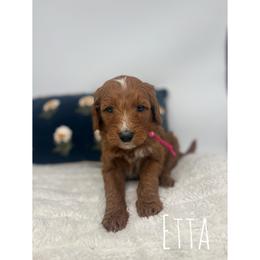 Etta - Red  female Goldendoodle puppy in Smithfield, Kentucky from KBK9 Kennels