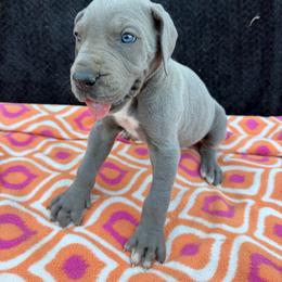 Wren - Blue female Great Dane puppy in Russellville, Arkansas from River Valley Great Danes & Miniature Schnauzers