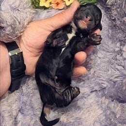 Jersey - Black and cream female Dachshund puppy in Grove, Oklahoma from Dachs on the lake