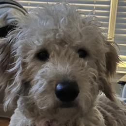 Goldendoodles from E&S Goldendoodles
