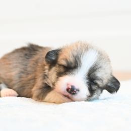 SLATE - Fawn male Pembroke Welsh Corgi puppy in Mona, Utah from Sorensen Corgis
