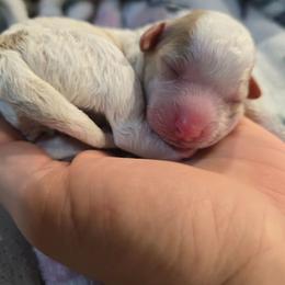 Boy - Blenheim male Cavapoo puppy in Truckee, California from Heavenly Goldendoodles