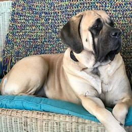 Mastiffs from Parbury Place Mastiffs