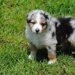 Australian Shepherd Puppies from Platinum Edition