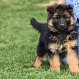 German Shepherd Puppies from Carner German Shepherds