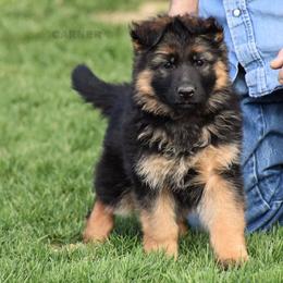 German Shepherd Puppies from Carner German Shepherds