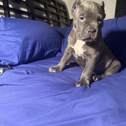 American Bully Puppies from M&M XL Bully Kennel
