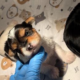 Gizmo - Parti male Yorkshire Terrier puppy in Illinois from Pretty Little Yorkies