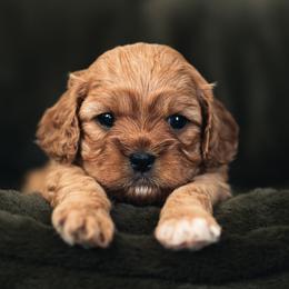 Duckie - Red female Cavapoo puppy in Kalamazoo, Michigan from Sleeping Bear Kennels