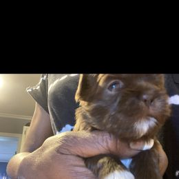 Bernedoodle, Goldendoodle, and Shih Tzu Puppies from TrueLine kennels