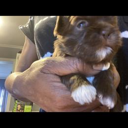 Bernedoodle, Goldendoodle, and Shih Tzu Puppies from TrueLine kennels