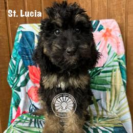 St. Lucia - Tri-color female Bernedoodle puppy in Godwin, North Carolina from Farm Sweet Farm Doodles