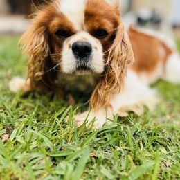 Kingston - Cavalier King Charles Spaniel