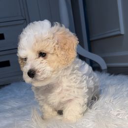 Poodle Puppies from Pawsome Poodles