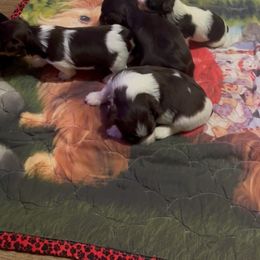 Yorkshire Terrier Puppies from Pam's Yorkies