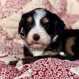 Lucas- Dark blue collar boy - Tri-color male Bernedoodle puppy in Colorado Springs, Colorado from Mercy Mountain Bernedoodles