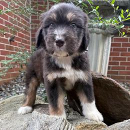 Miles - male Australian Mountain Doodle puppy in Williamston, South Carolina from Sassy Bob’s Dogs