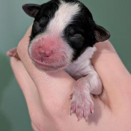 Edward - Parti male Poodle puppy in Salem Township, Maine from Moirae Poodles