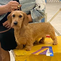 Wren - Dachshund