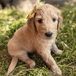 Estes - Apricot female Goldendoodle puppy in The Woodlands, Texas from Gracie's Goldendoodles and Bernedoodles
