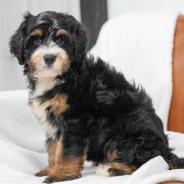 Jess - Tri-color male Bernedoodle puppy in Dundee, Ohio from Down Home Doodle
