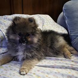 Noel - Cream sable male Pomeranian puppy in Sanford, Florida from Serena's Poms