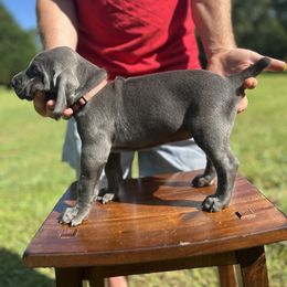 Ms. Pink - Blue female Weimaraner puppy in Appling, Georgia from Georgia Line Weimaraners
