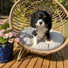 Cavalier King Charles Spaniel Puppies from Ohana Cavalier King Charles Spaniels